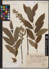 Foto von Salix cinerea L. x Salix viminalis L.